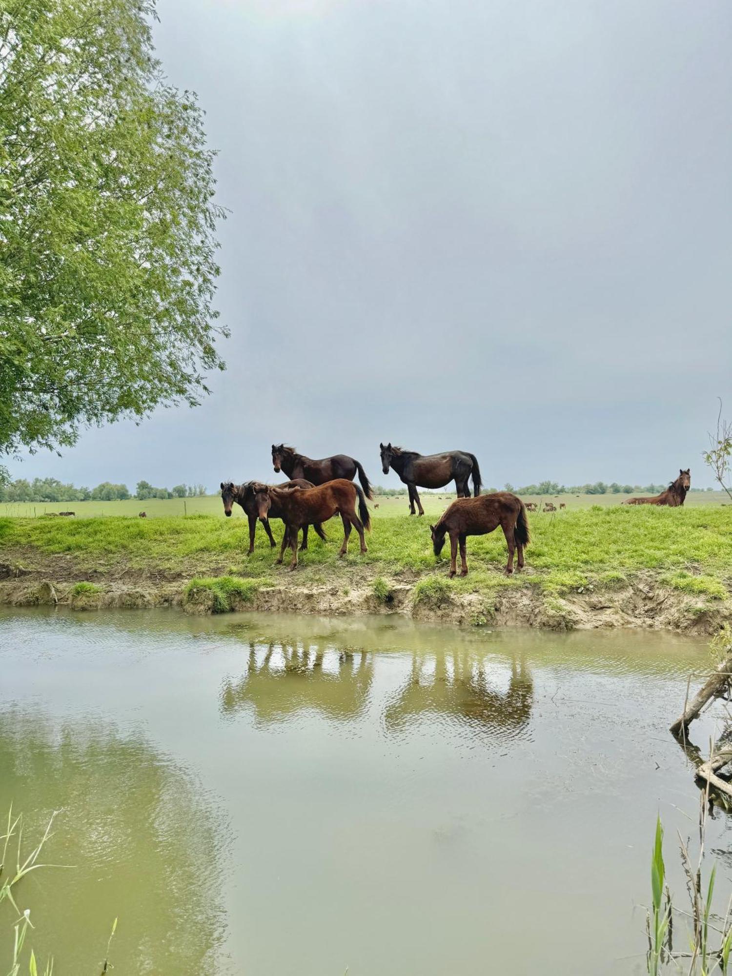 מלון Dunavăţu de Jos Danube Delta View מראה חיצוני תמונה