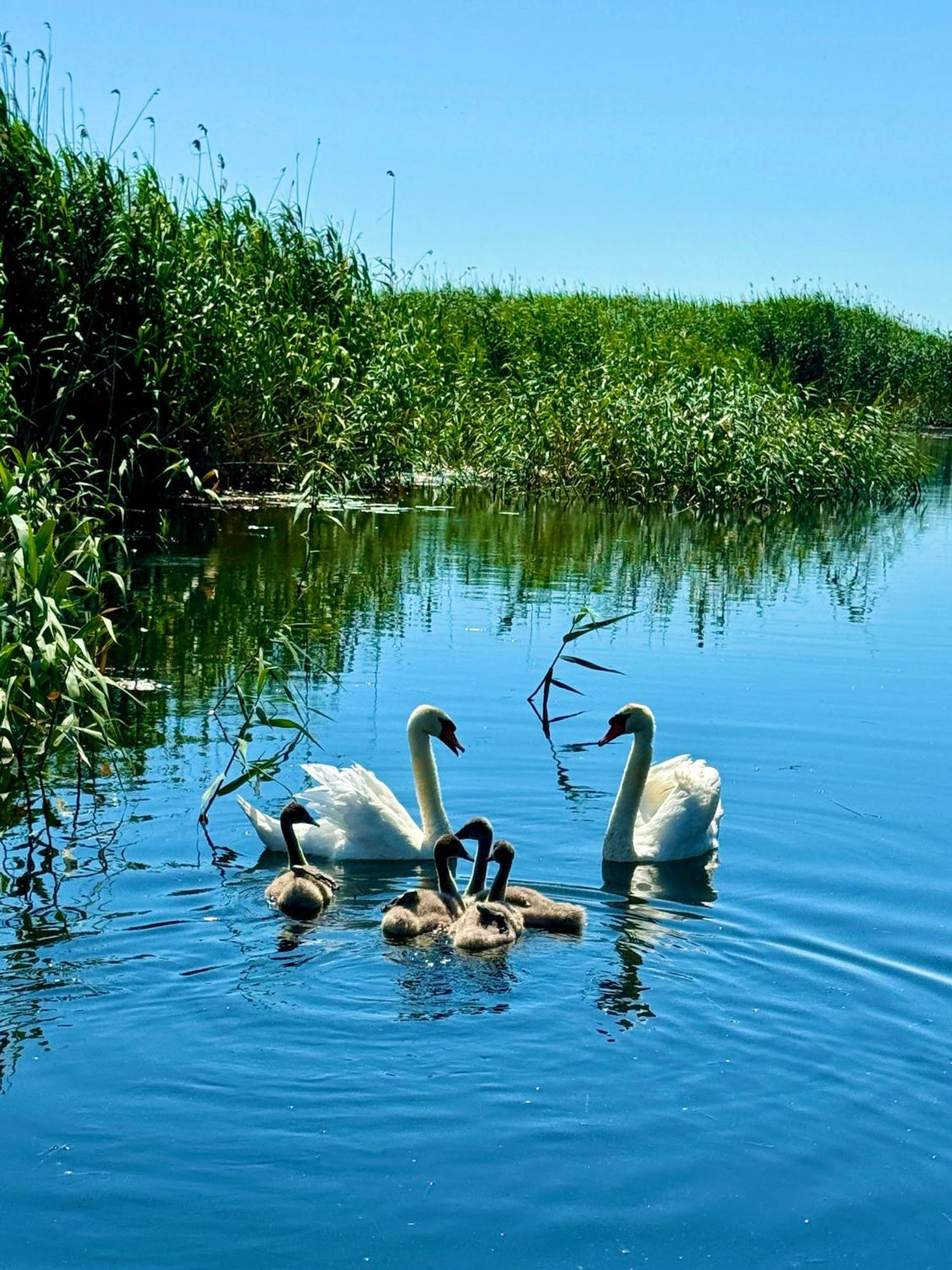 מלון Dunavăţu de Jos Danube Delta View מראה חיצוני תמונה