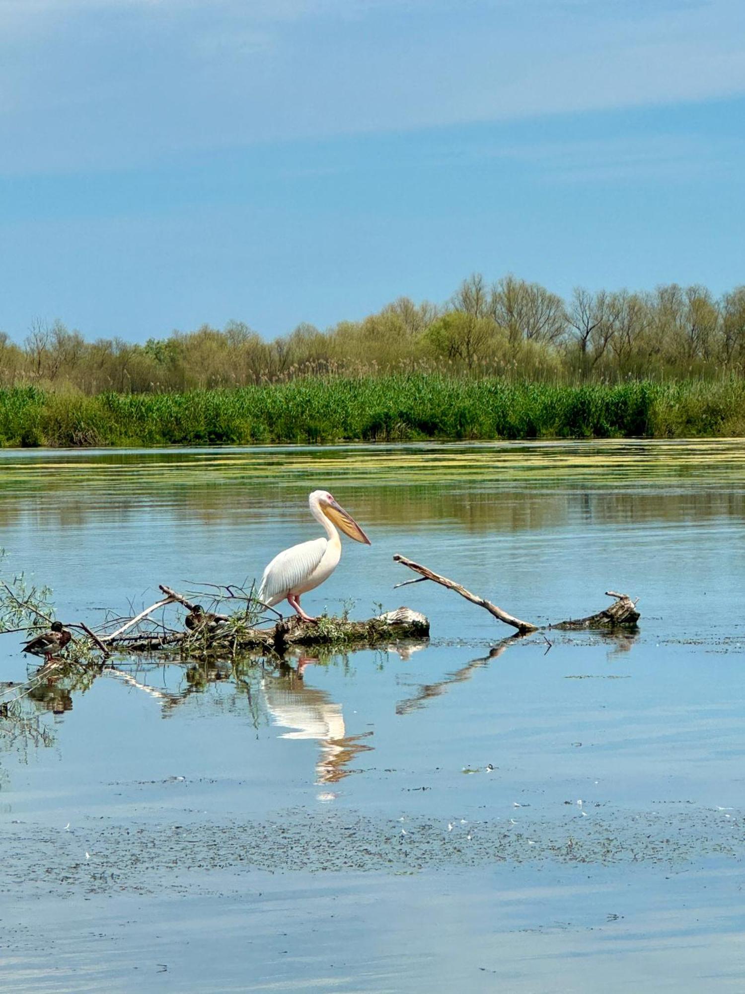 מלון Dunavăţu de Jos Danube Delta View מראה חיצוני תמונה